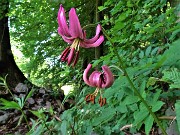 33 Lilium martagon (Giglio martagone)